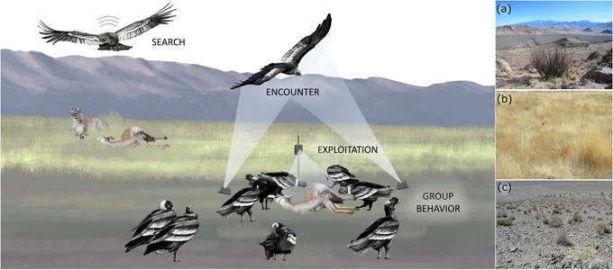 Diagram showing Andean condor search, encounter and exploitation of carrion, as well as group behaviors and data collection via GPS tracking and camera traps. Additional photos show complex terrain, tall vegetation, and open plains