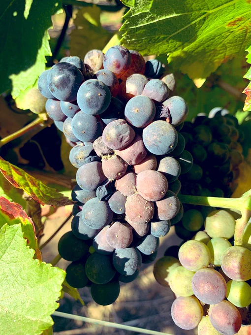 Cluster of grapes