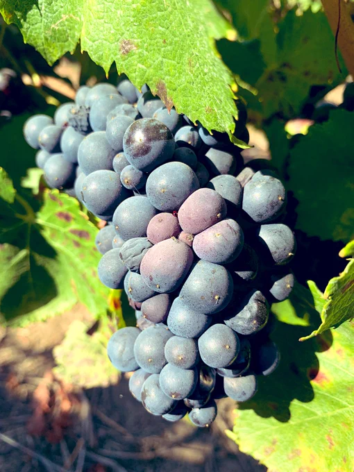 Cluster of grapes