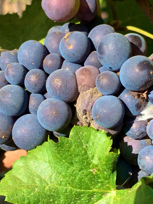 Cluster of grapes