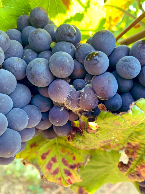 Cluster of grapes