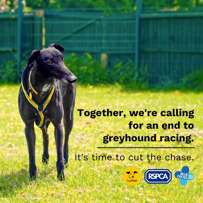 A black Greyhound stands in a field wearing a yellow harness and collar.
