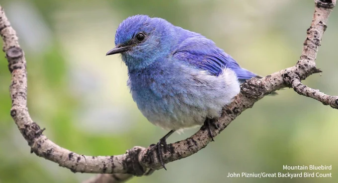 A Mountain Bluebird framed by a branch. Credit: John Pizniur/Great Backyard Bird Count