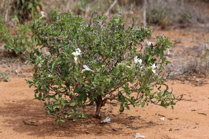 A Barleria trispinosa at Mpala Research Centre in Kenya. Research in the lab includes several projects related to the ecology and evolution of plant defenses.