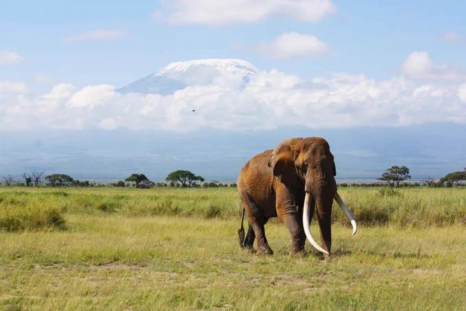 An elephant in front of Mt. Kilimanjaro. Research in the lab also focuses on the effects of large herbivore extinction on plant communities, particularly in African savannas.