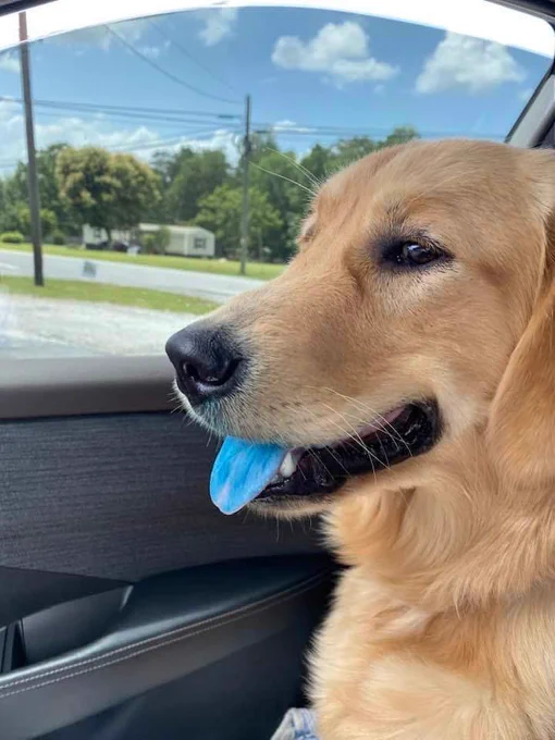 a golden retriever sits smiling in the front passenger seat of a car. the window is rolled down just a couple of inches. blue skies with puffy clouds and some happy little trees are in the background. it’s a totally normal photo of a golden in a car, minus the fact that the tongue sticking out of her mouth is bright blue.