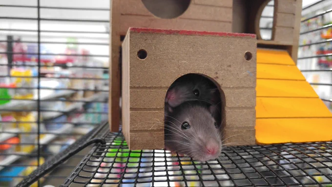 Mice in a small house in a cage. Credit https://www.pexels.com/@tanner-johnson-10216/