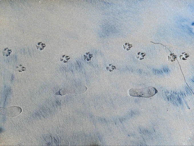 Paw prints and a persons foot prints dude by side in beach sand