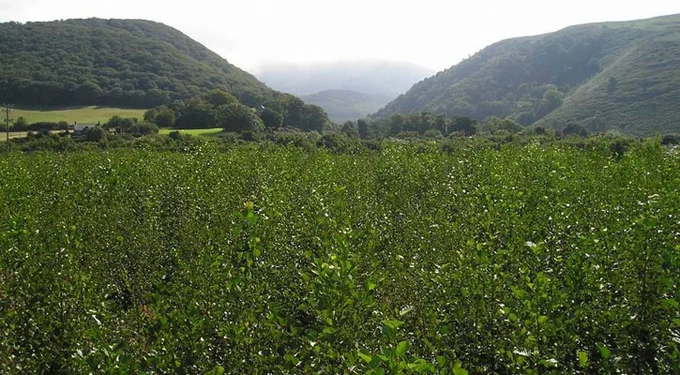 Landscape view of BangorDIVERSE. Two hills in the distance appear in perfect symmetry. 