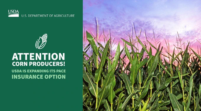 Picture of corn growing in a field.

Text: Attention corn producers! USDA is expanding its PACE insurance option