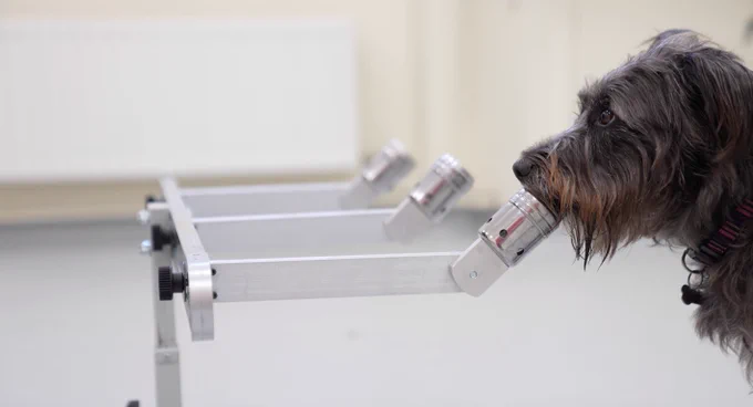 Soot, a mixed breed dog, stands and freezes over a single arm of a three port line-up.