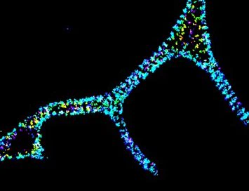 Image shows 3D display in colours of a neuron. Licensed under CC BY 2.0. By eLife journal via Flickr, modified: https://bit.ly/3UhuKgl.