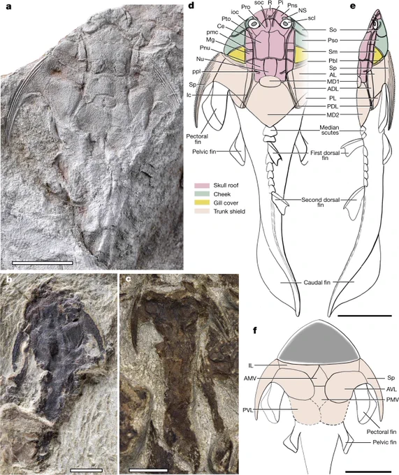 Xiushanosteus from https://www.nature.com/articles/s41586-022-05136-8