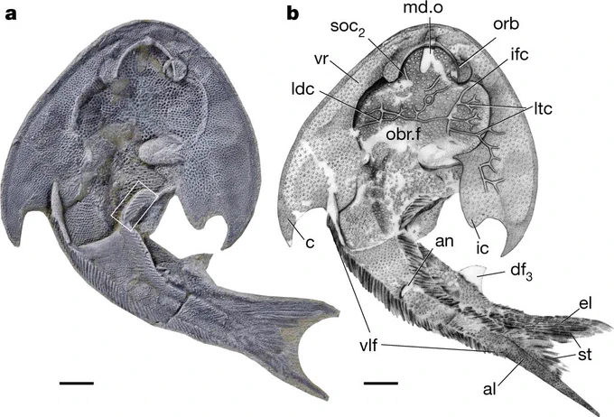 Tujiaaspis from https://www.nature.com/articles/s41586-022-04897-6