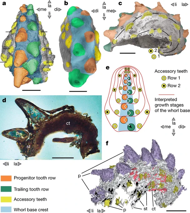 Qianodus from https://www.nature.com/articles/s41586-022-05166-2