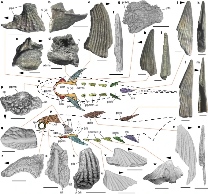 Fanjingshania from https://www.nature.com/articles/s41586-022-05233-8