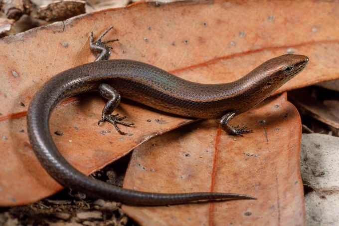 Delicate skink