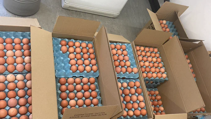 Lots of eggs in boxes