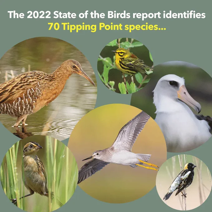 [Image description: Slide 1: The 2022 State of the Birds report identifies 70 Tipping point species illustrated by a King Rail, Prairie Warbler, Laysan Albatross, Saltmarsh Sparrow, Lesser Yellowlegs, and Bobolink. 
