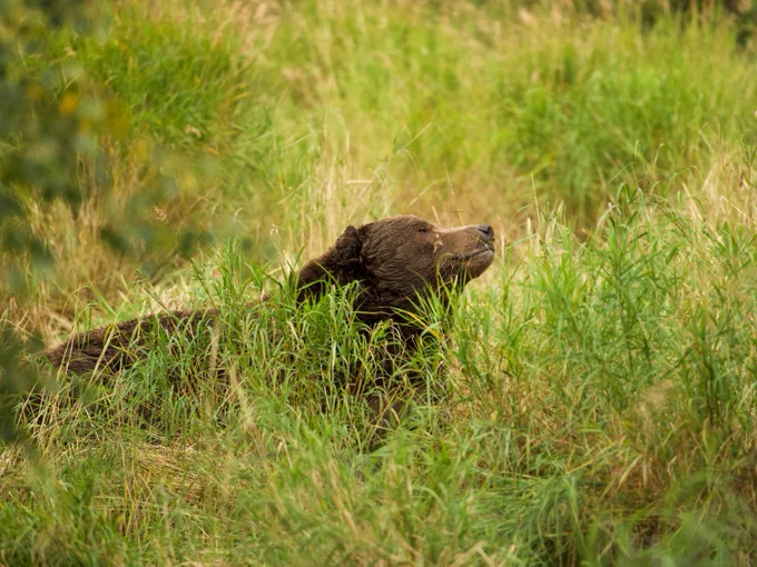 A bear laying down in grass