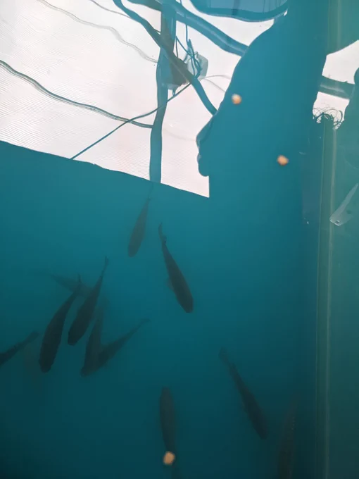 Nile tilapia swimming in fish tank.