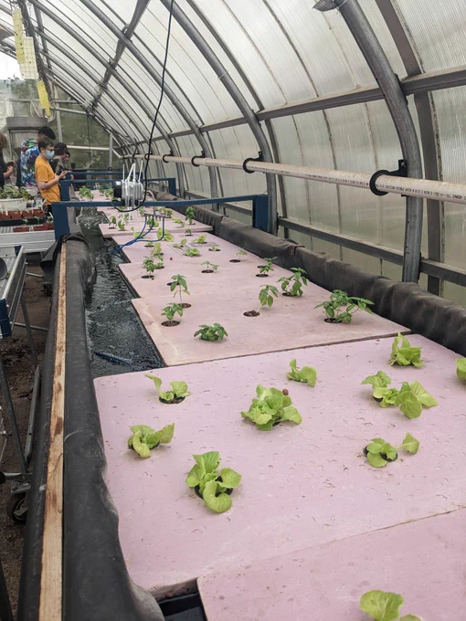 Lettuce and basil growing in aquaponic bed.