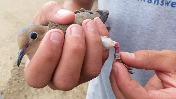 An expert holds a bird after giving the bird a band on its leg.