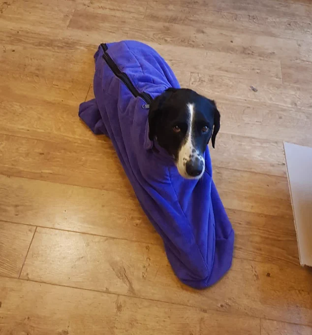 My dog in a towel bag to dry off