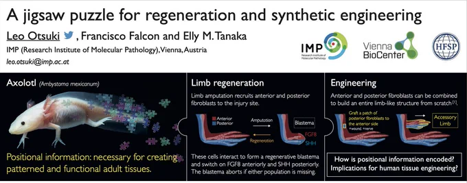Poster 389 - A jigsaw puzzle for regeneration and synthetic engineering (ISDB2021)