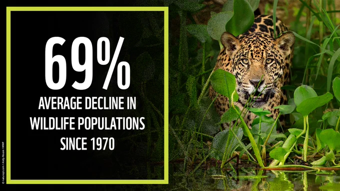 WWF's latest Living Planet Report reveals a 69% average decline in wildlife populations since 1970