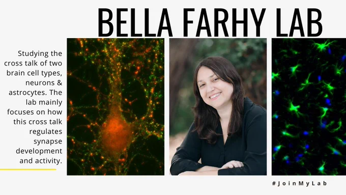 Bella Farhy Lab: Studying the cross talk of two brain cell types, neurons & astrocytes. The lab mainly focuses on how this cross talk regulates synapse development and activity.