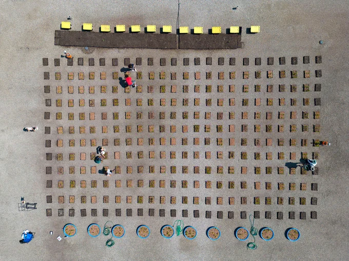 Bird's eye view of rows of boxes containing plants on the rooftop of UTSC's Highland Hall, and several students among the rows.