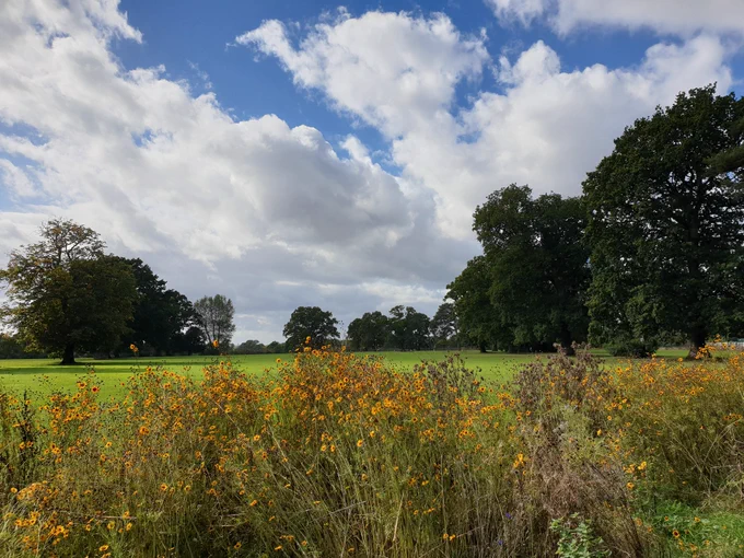 Park on a sunny day. Wildflower strip in foreground. White clouds. Mature trees.