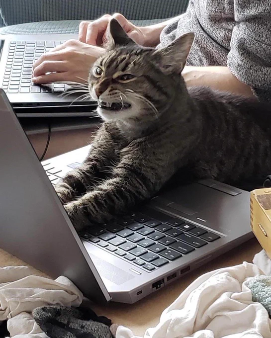 tabby cat sitting at a computer like he's typing, looking very mad and fangy. 