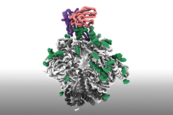 structural image of an antibody
