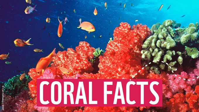 Photograph of an underwater scene of soft and hard corals coloured red and green, captured in Fiji. Text overlaid on top saying 'Coral facts'.