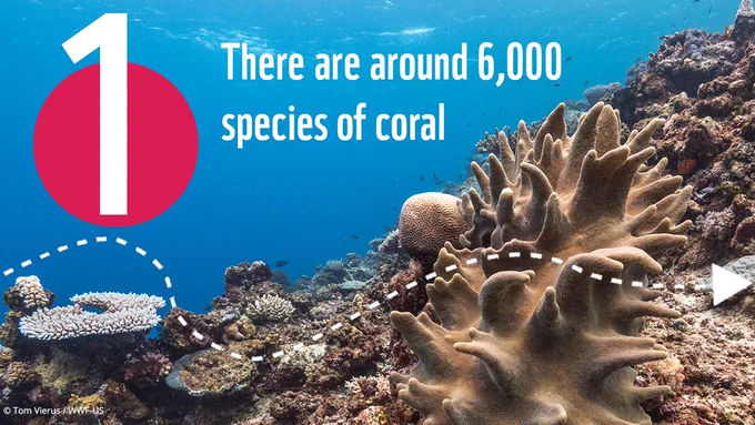 Photograph of a coral reef scene in Fiji, showing brown coloured coral. Text overlaid with fact 1 reading 'There are around 6,000 species of coral'.