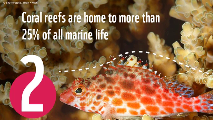 Photograph of a coral hawkfish resting on hard coral on the reef. Text overlaid with fact 2 reading 'Coral reefs are home to more than 25% of all marine life'.