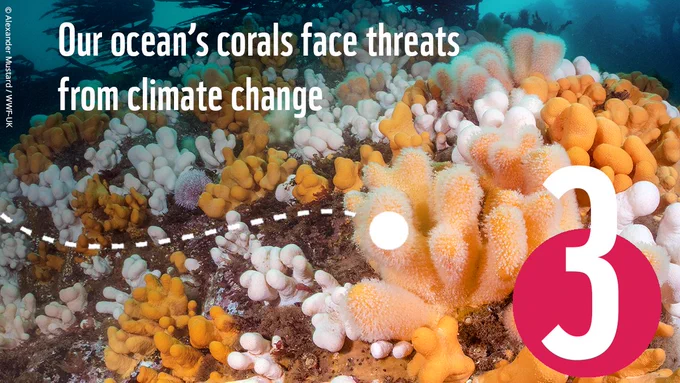 Photograph of dead man's finger, which is a soft coral, thriving beneath kelp. Text overlaid on top with fact 3 reading 'Our ocean's corals face threats from climate change.  