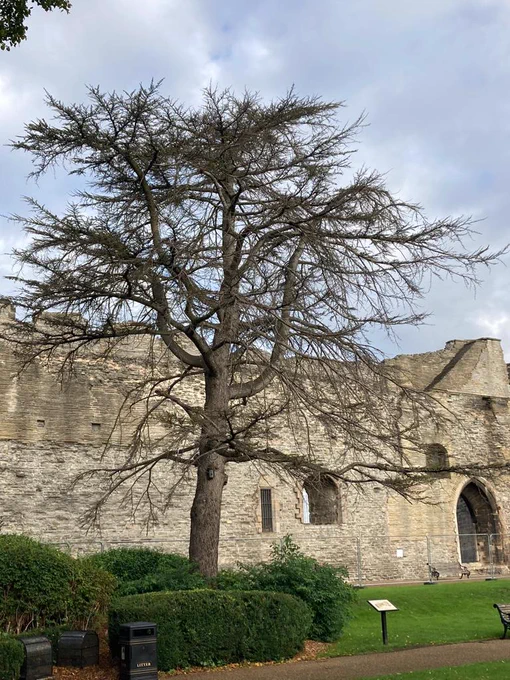 Castle tree