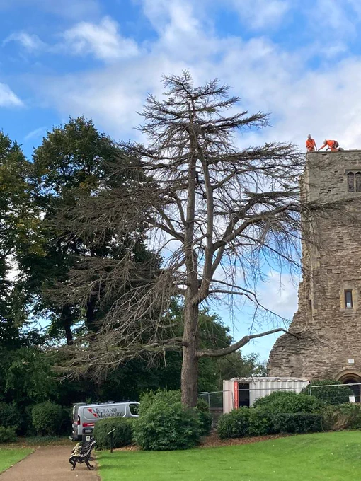 Castle tree
