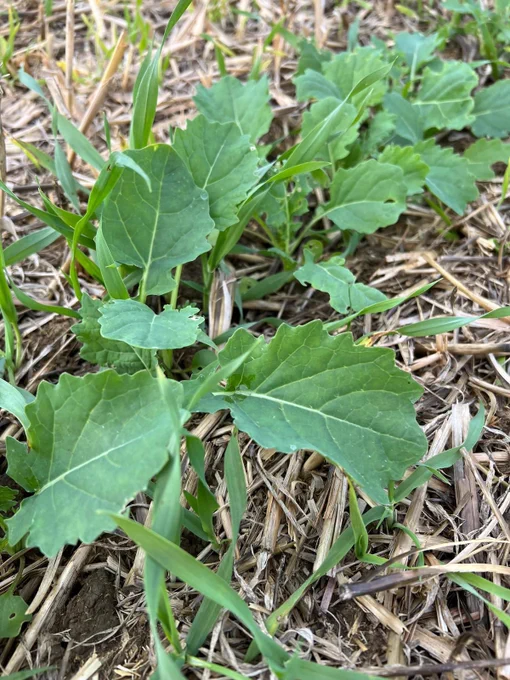 OSR - 6 leaf stage