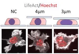 Upper panel: Schematic representation of cells in the different conditions of confinement (Created with BioRender.com). Lower panel: Representative images of live immature dendritic cells (DCs) expressing LifeAct-GFP (grey) stained with NucBlue (DNA, red) under different conditions of confinement from left to right: non-confined (NC), confined at 4 μm height, confined at 3 μm height.
