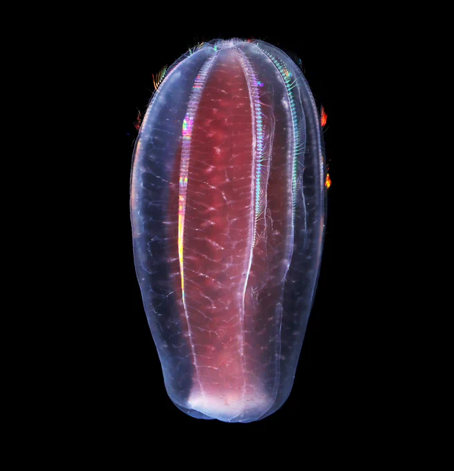 Beroe abyssicola