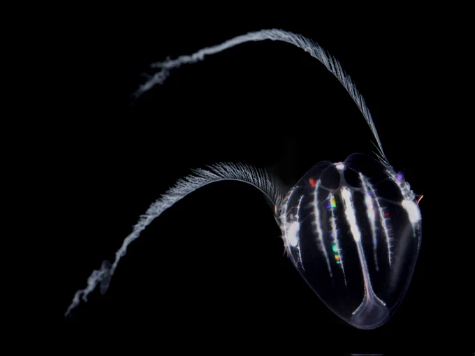 Mnemiopsis leidyi cydippid larva