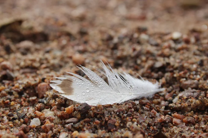 A wet white feather laying in the sand, one end features a brown heart shape.