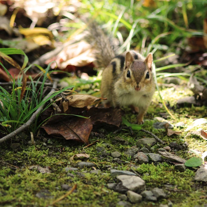 A chipmunk emerging from some long grass, looking directly at the camera.
