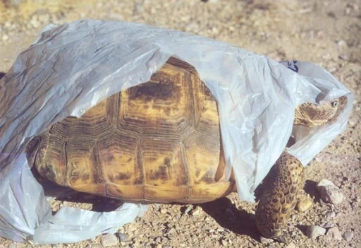 tortoise with a plastic bag wrapped around them