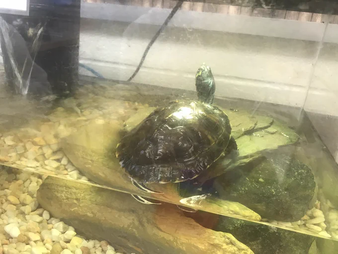 Turtle on a rock