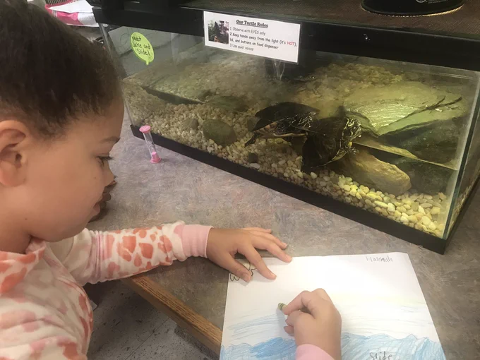 Student drawing turtles